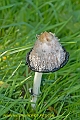 inkcap fungus, inkcaps-5